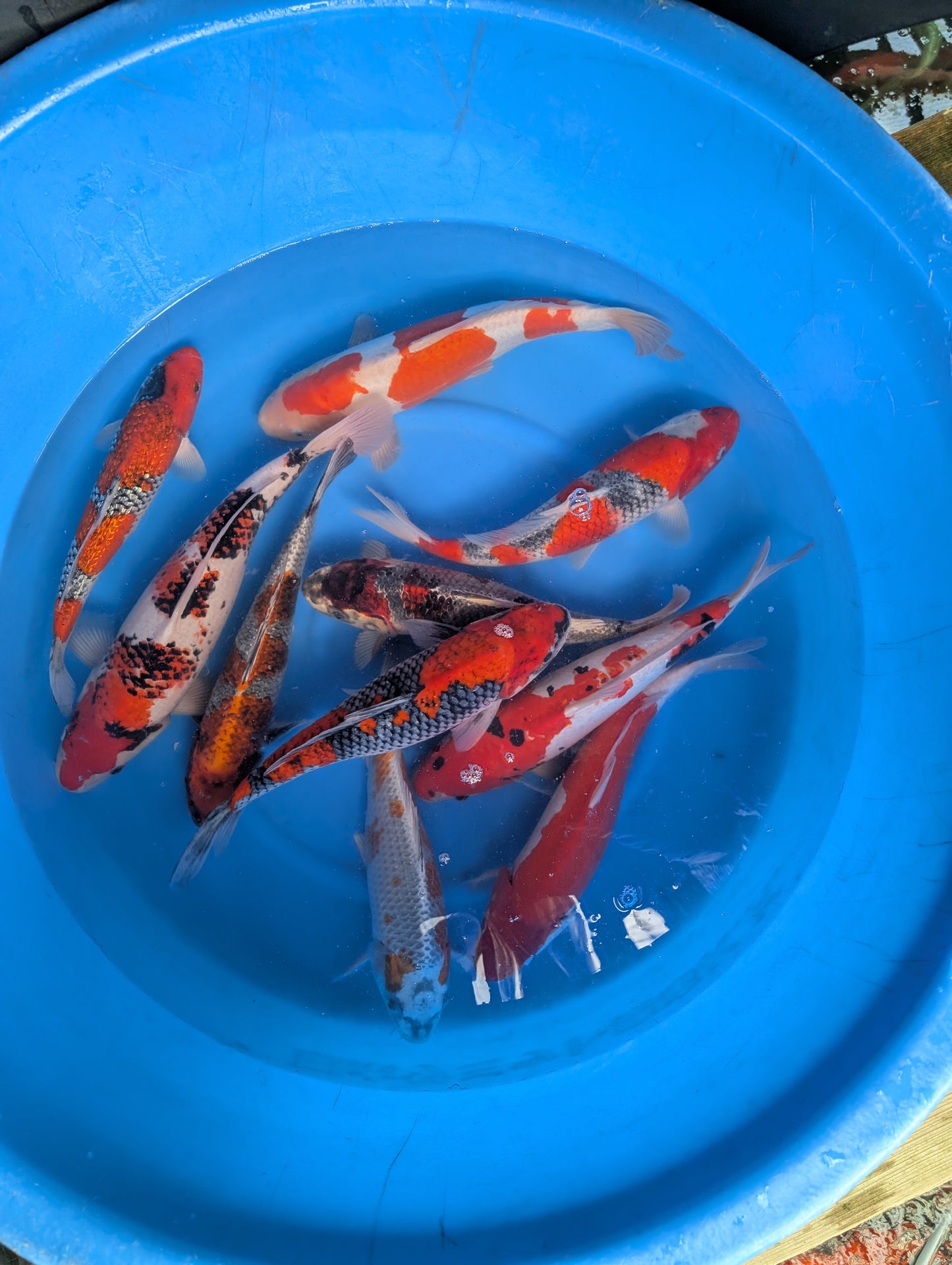 Japankoi Ikarashi 35-40 cm