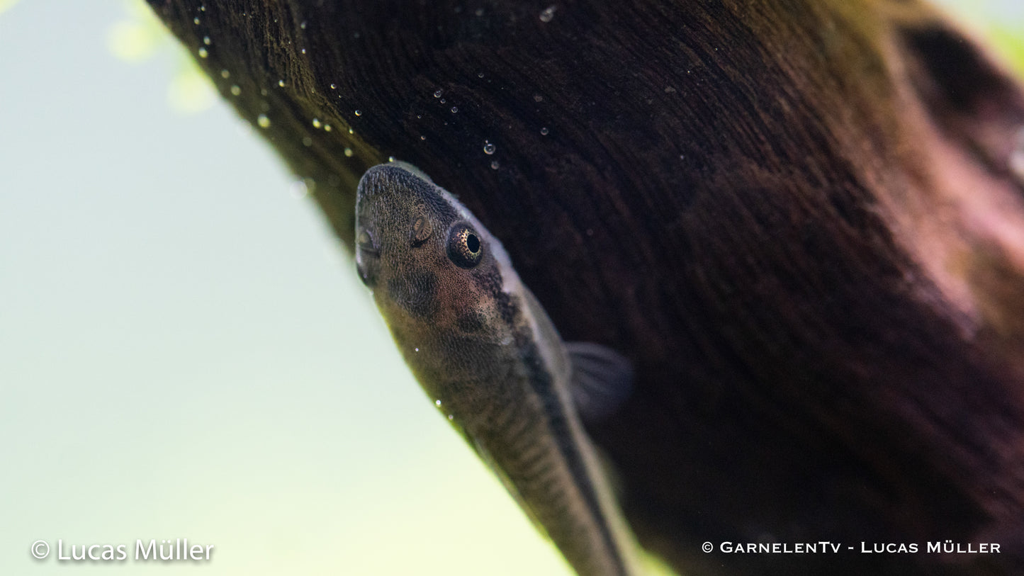 Kleiner Saugwels WF ml