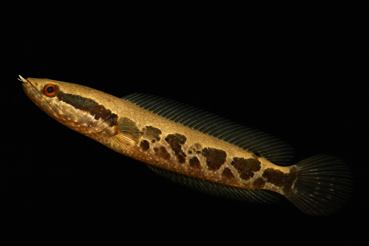 Afrikanischer Schlangenkopffisch 6-7 cm