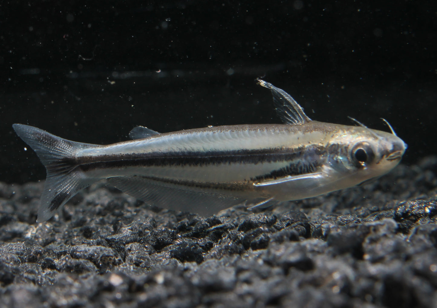 Afrikanischer Glaswels 5 cm