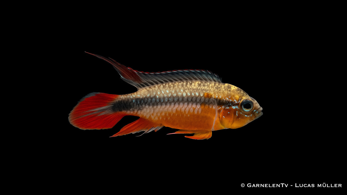 Agassizizwergbuntbarsch double red ENZ lg