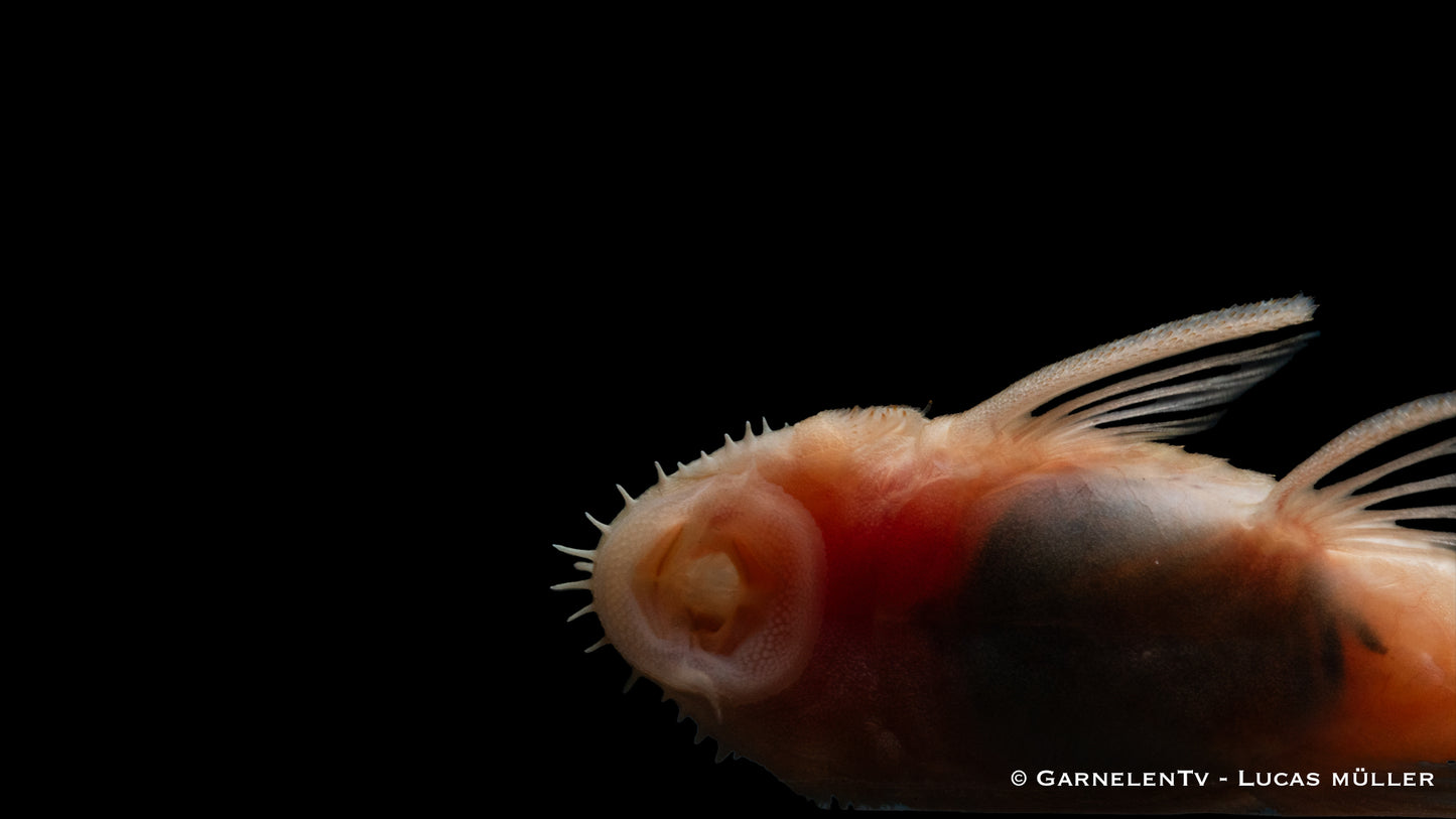 Antennenwels albino ENZ 3-4 cm