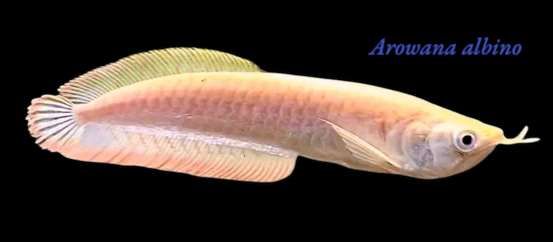 Goldener Arowana 15-17 cm