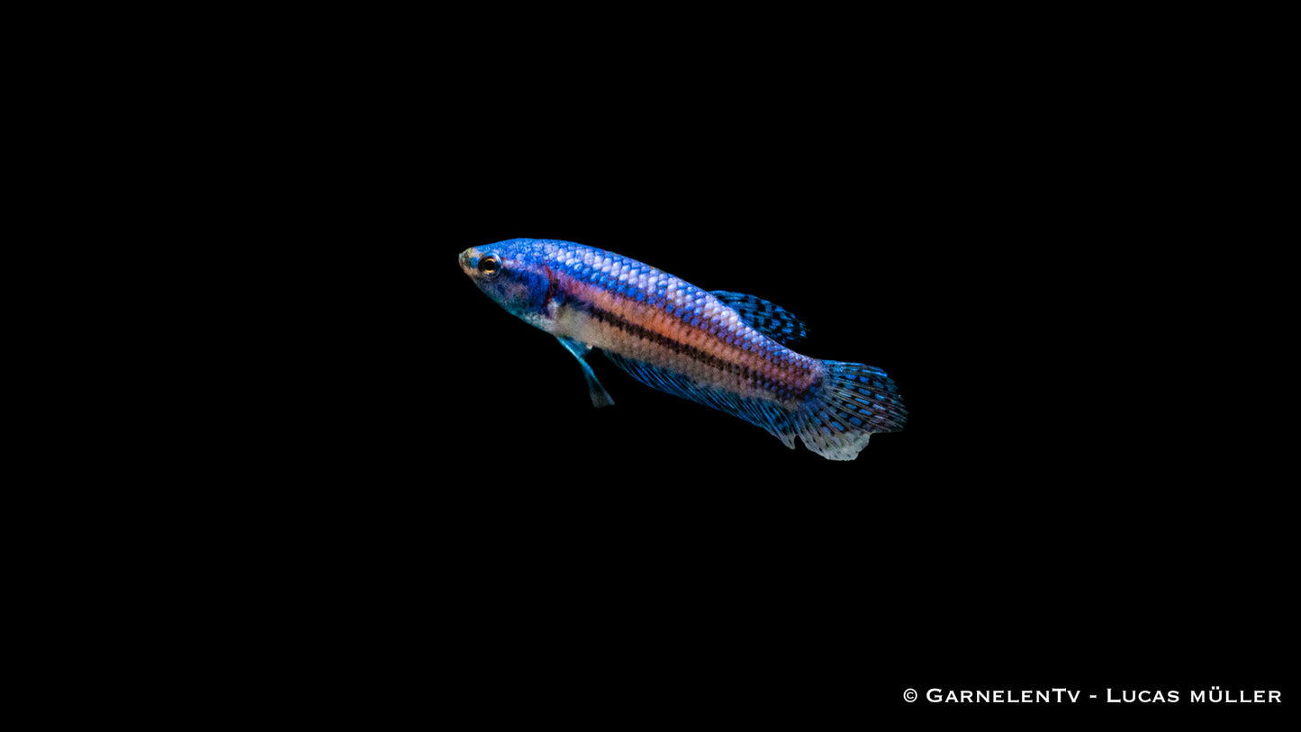 Kampffisch Hybrid Alien männlich med