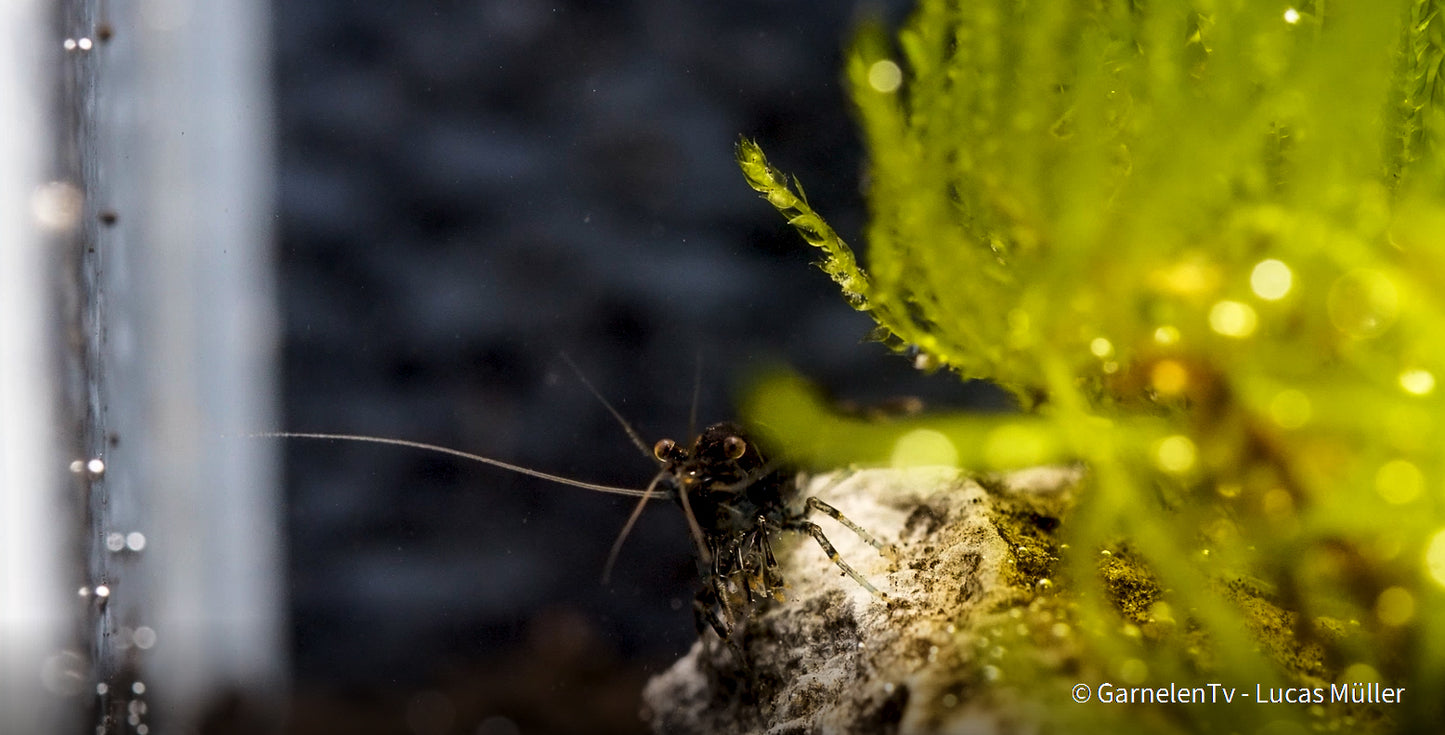 Sakura Garnele schoko ml