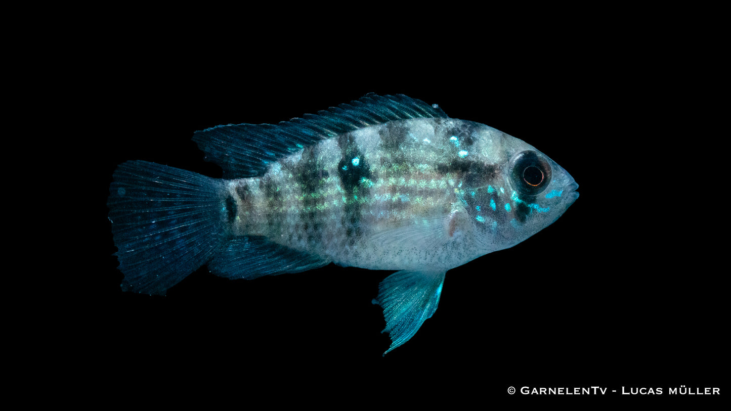 Blaupunktbarsch DNZ 4-5 cm