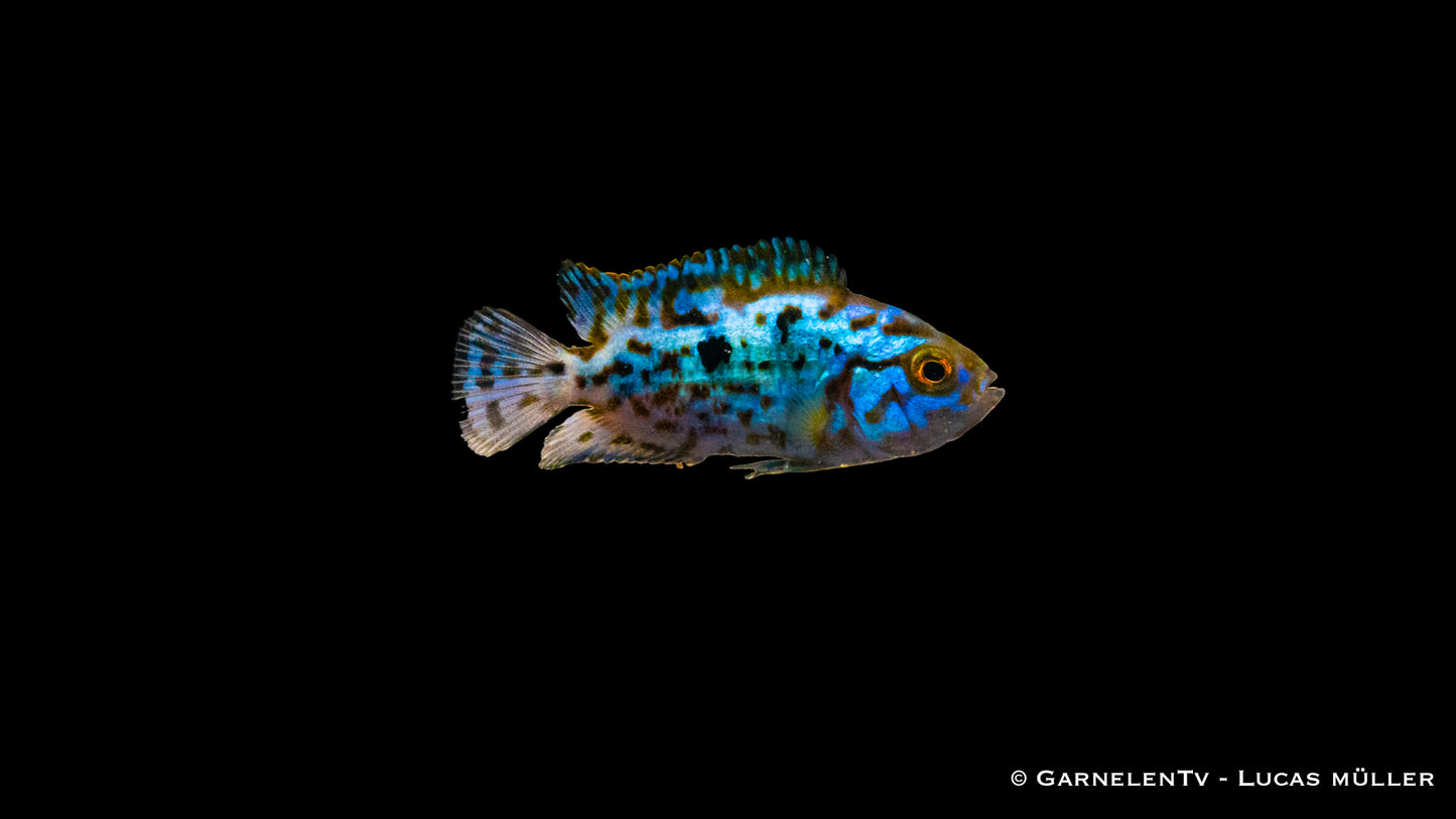 Blue Jack Dempsey Buntbarsch 3-4 cm