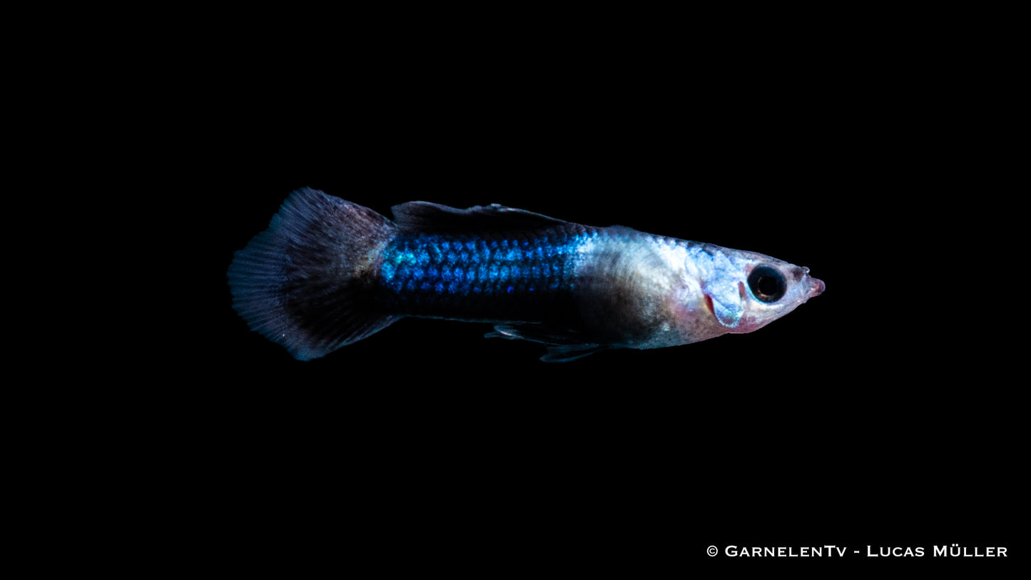 Guppy männlich blue panda ENZ ml