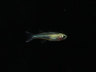 Celebes Sonnenstrahlfisch lg