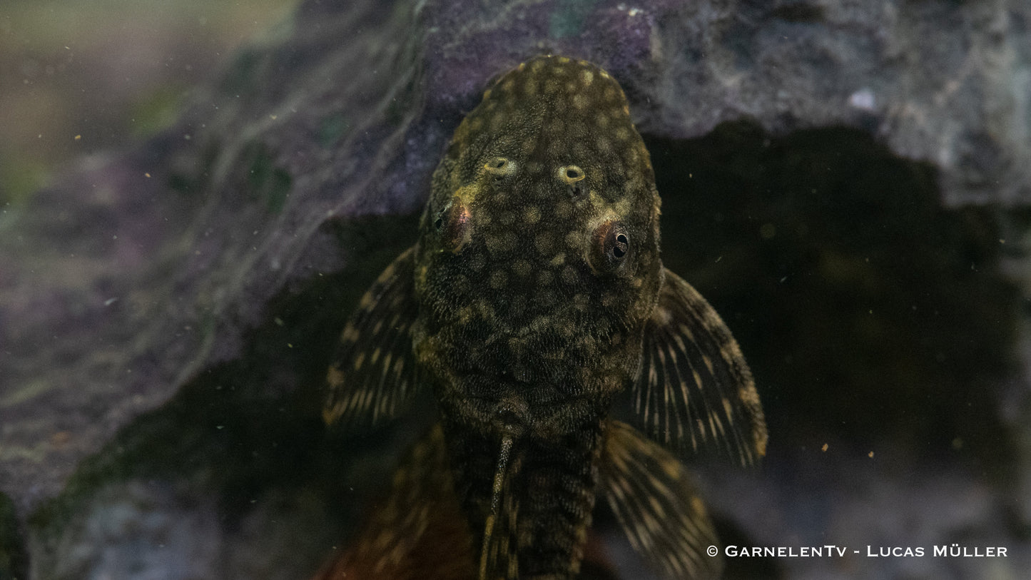 Antennenwels ENZ 3 cm