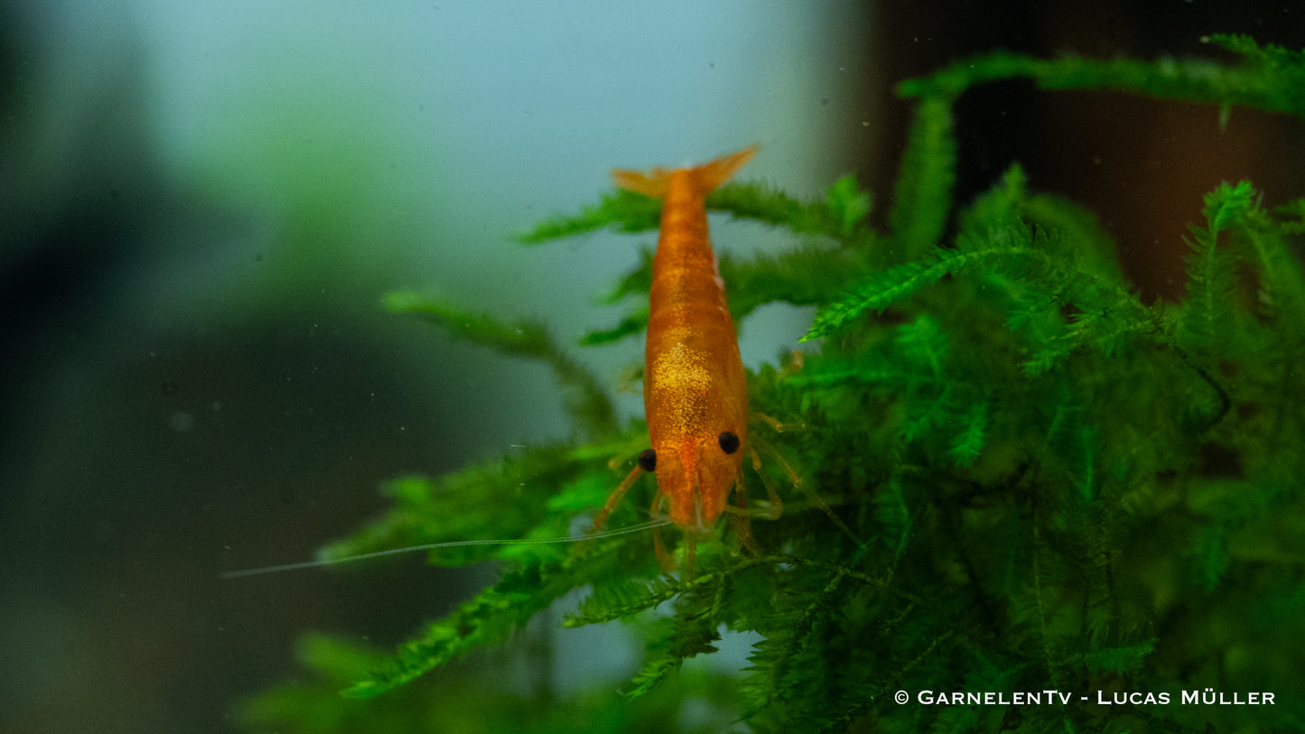 Sakura Garnele orange lg