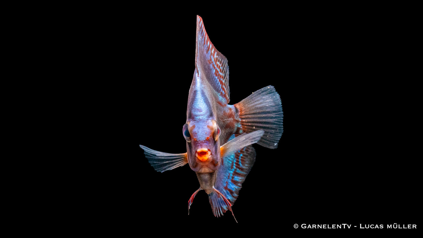 Diskus rot türkis 7-8 cm (Vietnam)