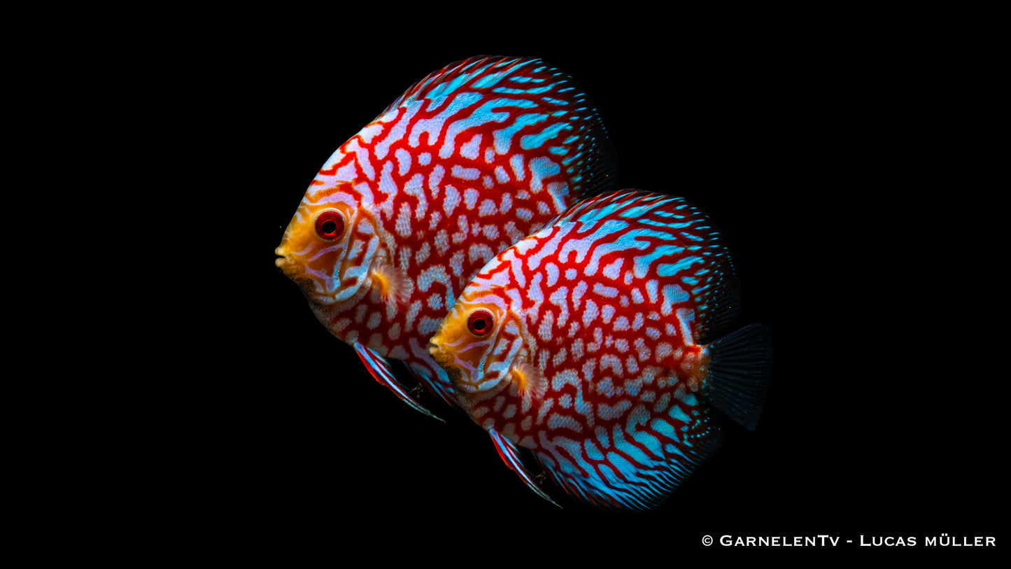 Diskus pigeon blood Mix 7 cm (Vietnam)