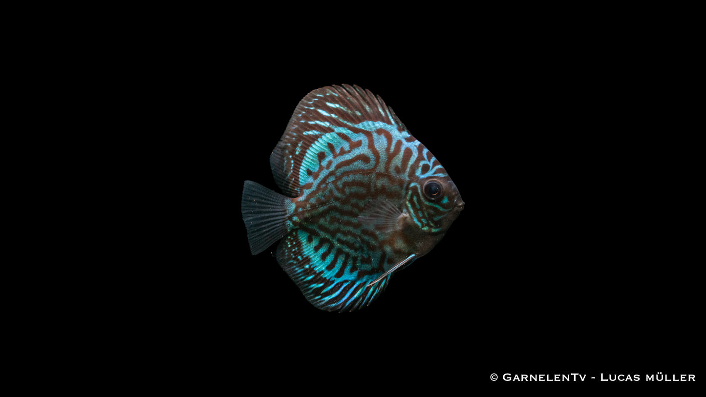 Diskus blau türkis 7-8 cm (Vietnam)