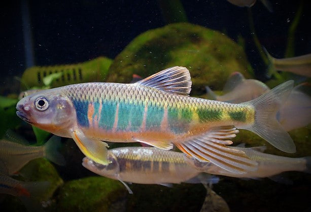 Japanischer Drachenfisch 6-7 cm