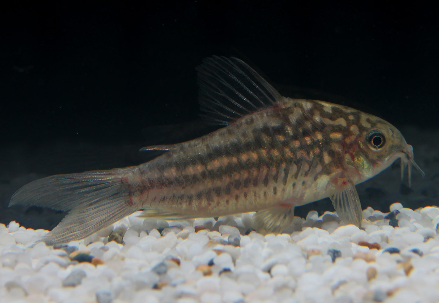 Eleganzpanzerwels WF ml