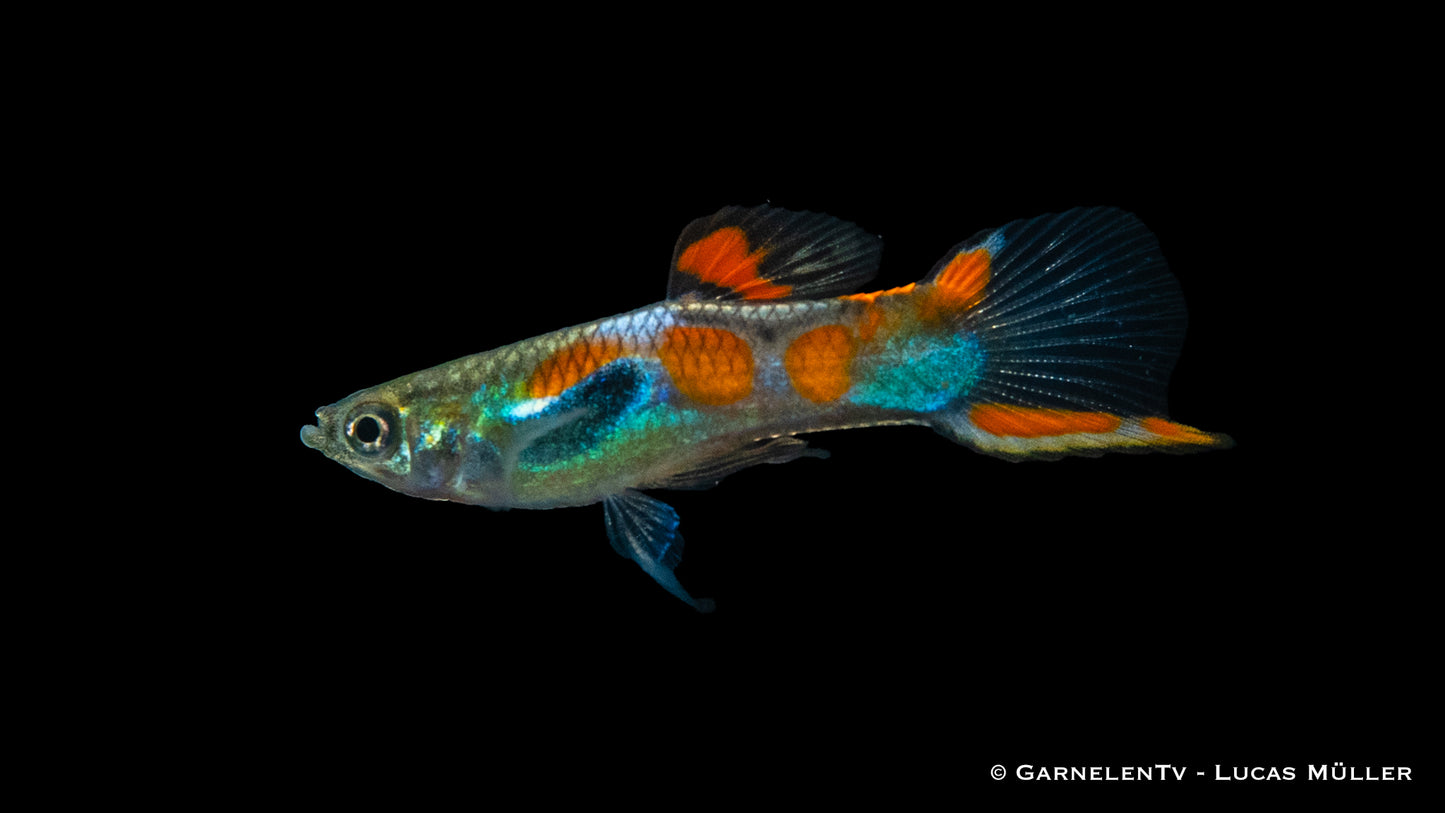 Endlers Guppy männlich einfach ml