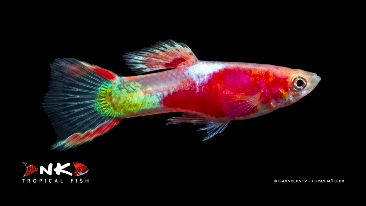 Endlers Guppy männlich red neon lg