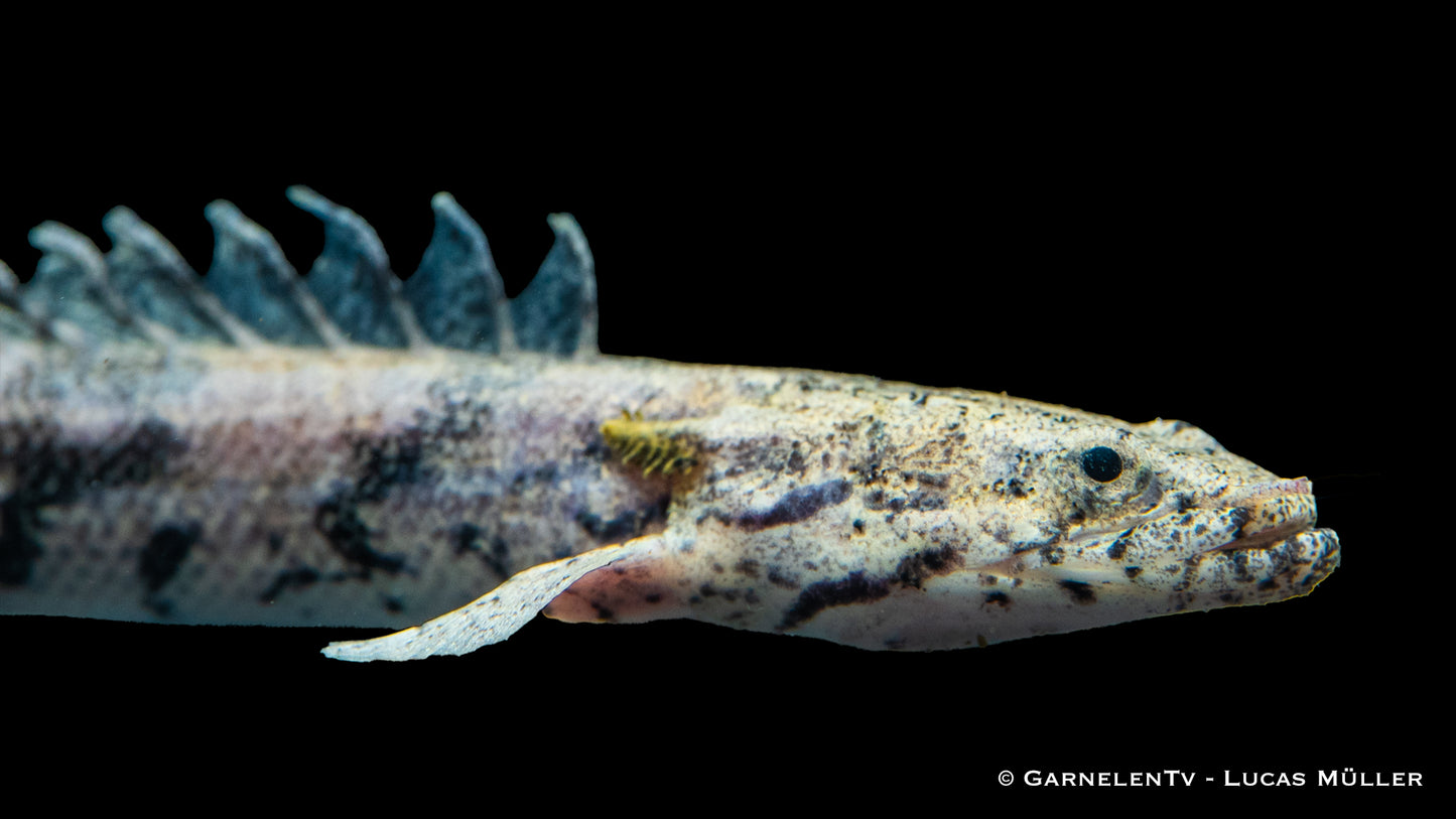 Endlicheri Flösselhecht 8-10 cm