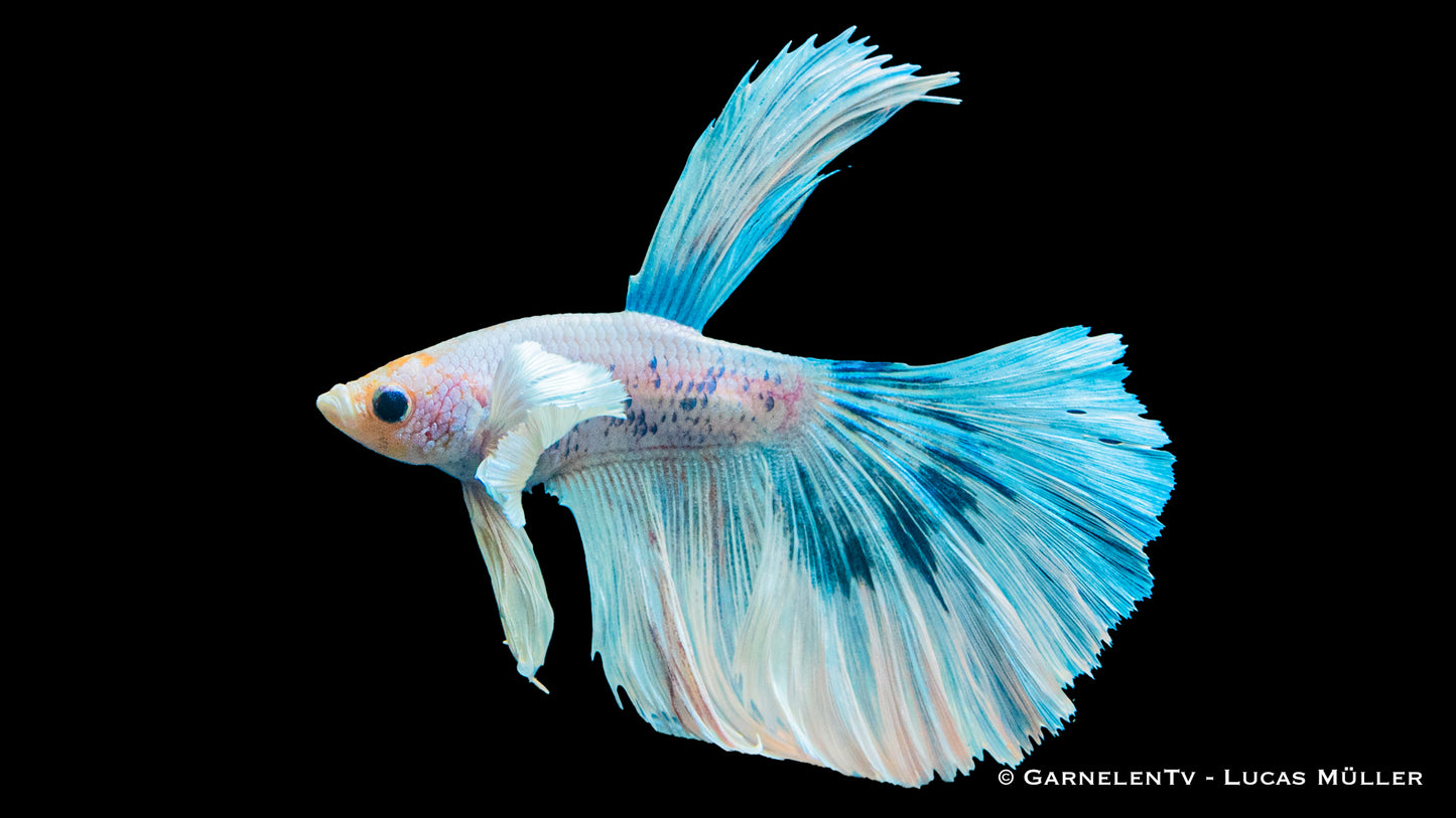 Kampffisch männlich superdelta "Dumbo Ear" xl