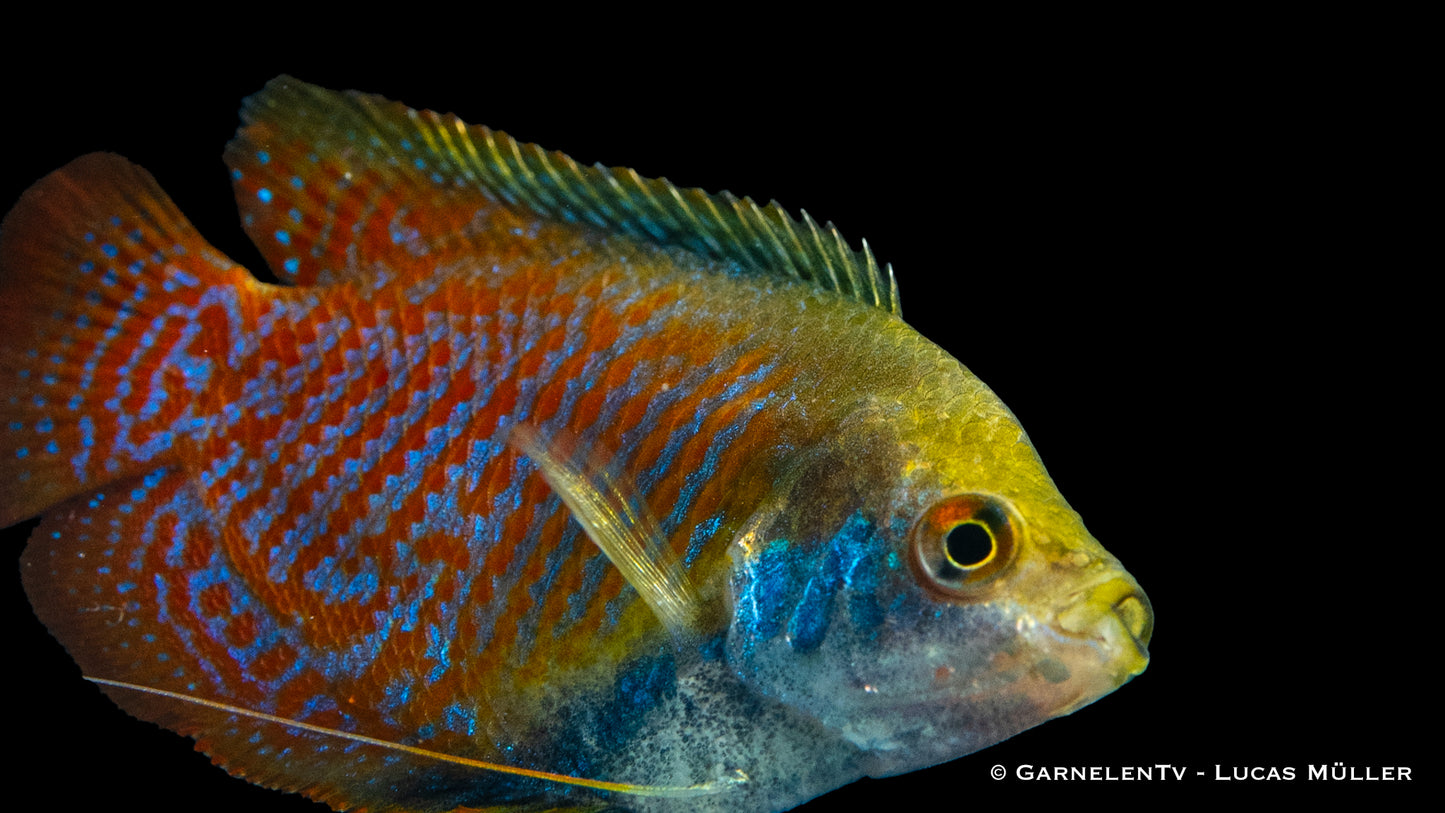 Zwergfadenfisch einfach lg