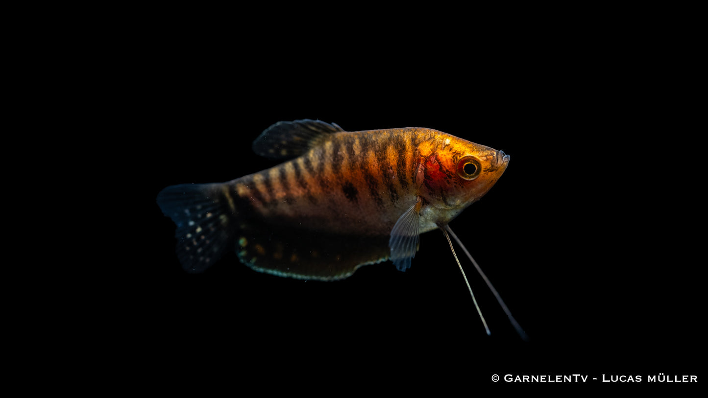 Fadenfisch gold DNZ 4 cm