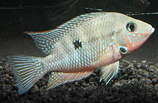 Feuermaulbuntbarsch 3-4 cm