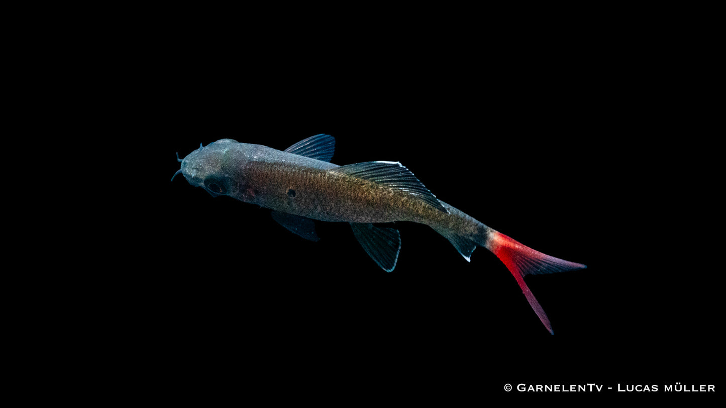 Feuerschwanz WF 4-5 cm