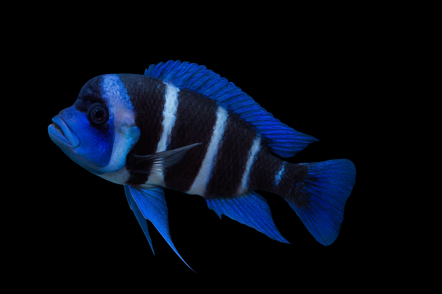 Tanganjika Beulenkopf kitumba 20-25 cm