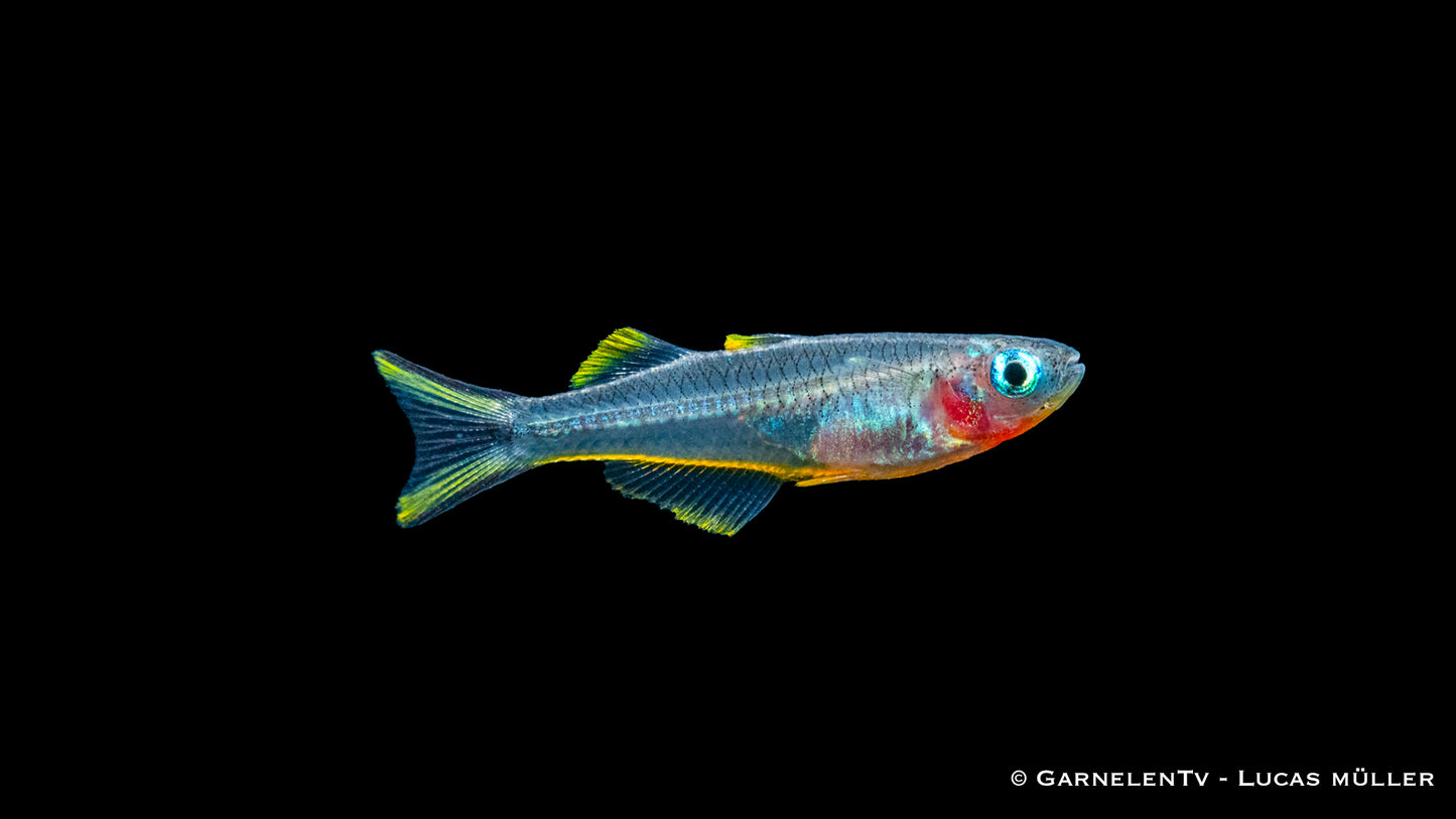 Gabelschwanz Blauauge lg-xl