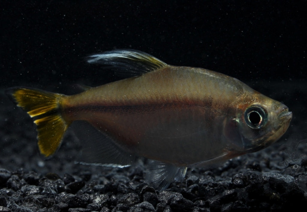 Gelber Kongosalmler 4-5 cm