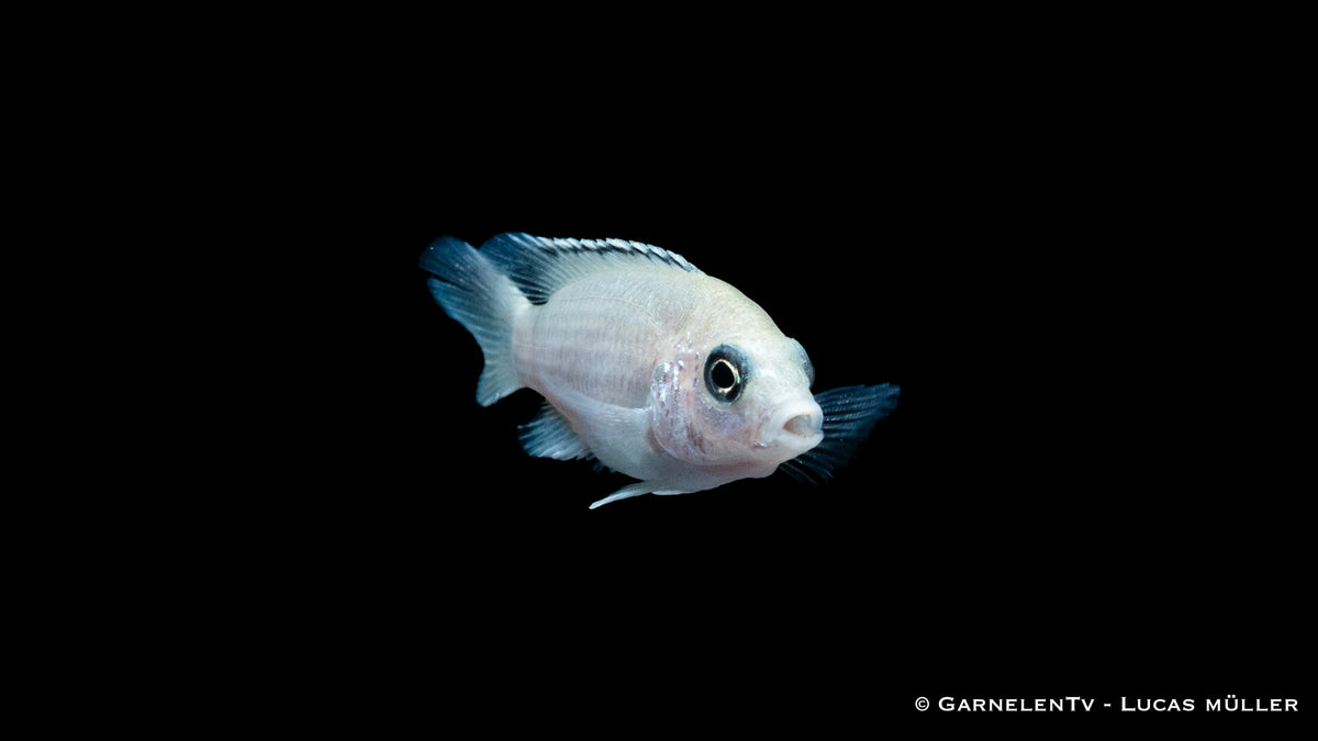 Gelber Maulbrüter white DNZ 4 cm