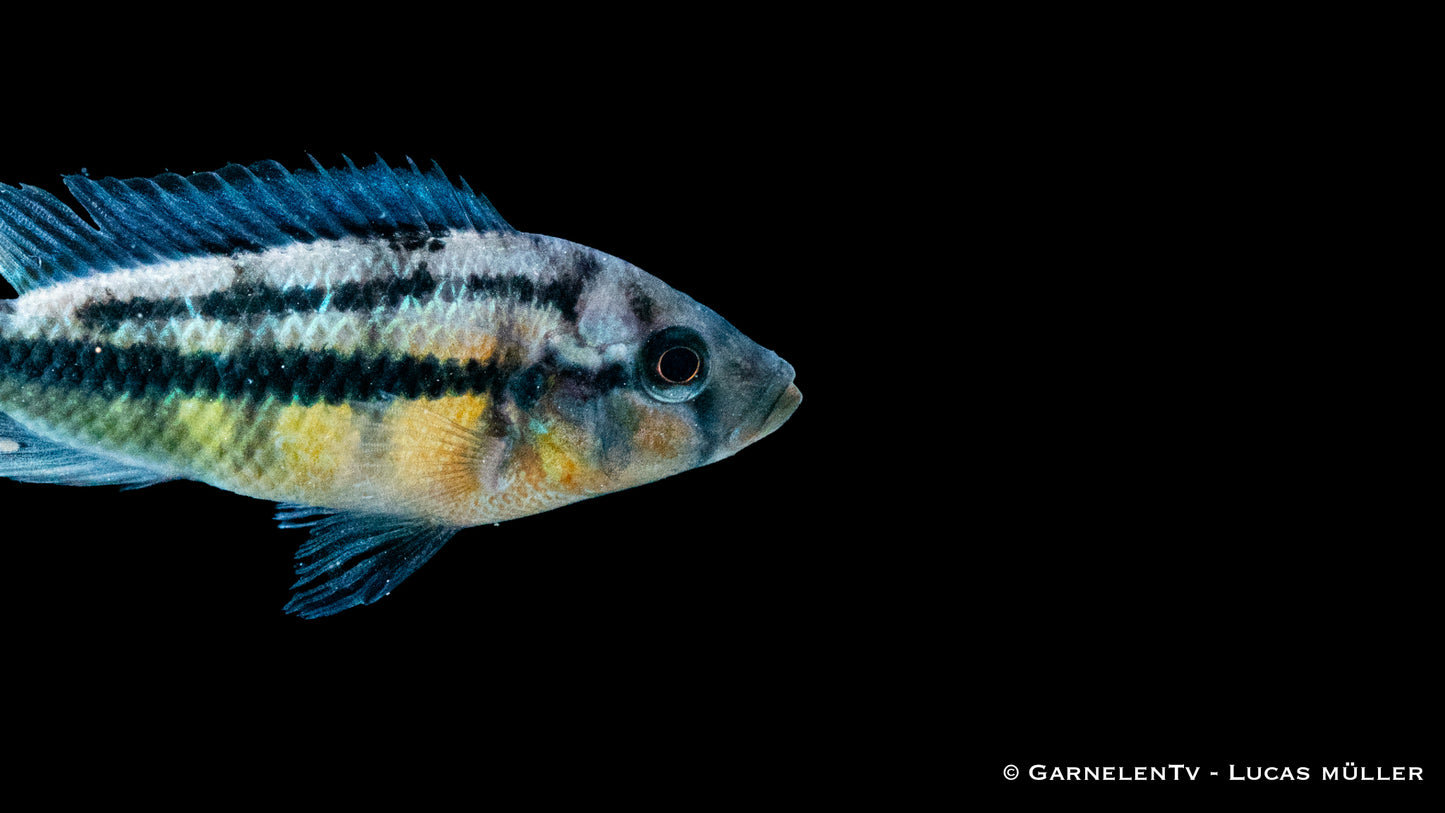 Gelber Viktoria Maulbrüter DNZ 4-5 cm