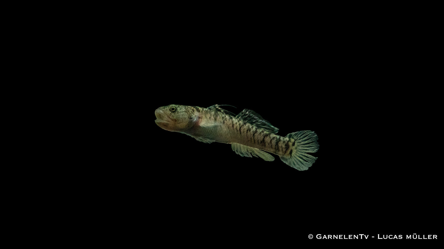 Goldstreifengrundel WF 4 cm