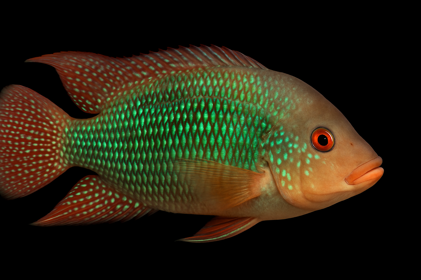 Iporangensis Erdfresser 3-5 cm