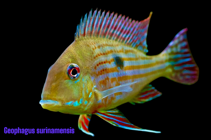 Surinam Erdfresser DNZ 5-6 cm