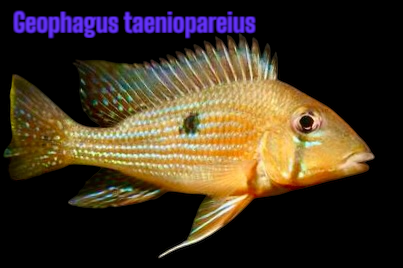 Tränenstrich Erdfresser WF 10-12 cm