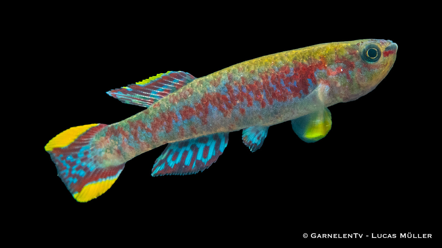 Gardners Prachtkärpfling lg