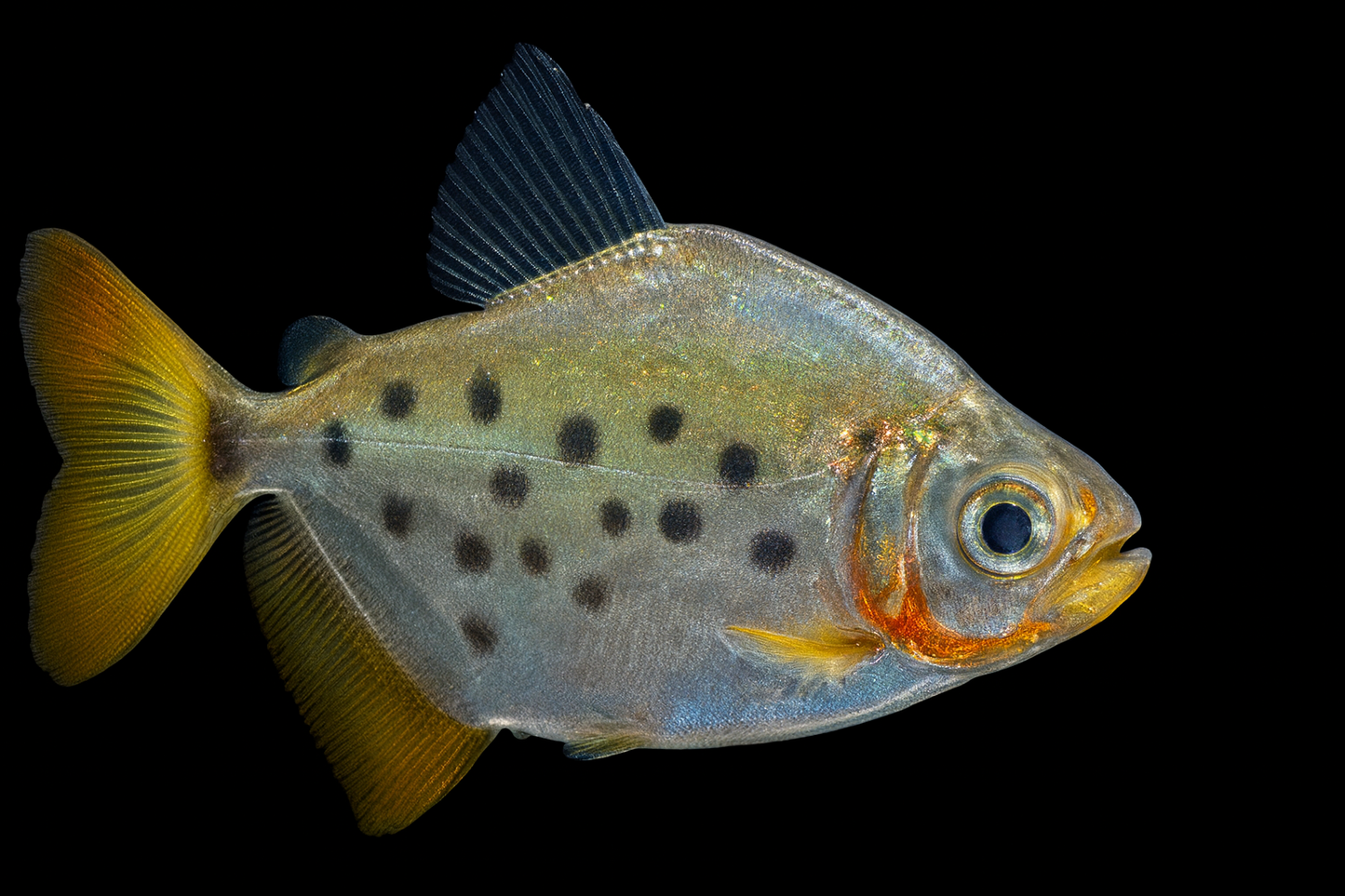 Gepunkteter Scheibensalmler 5-6 cm