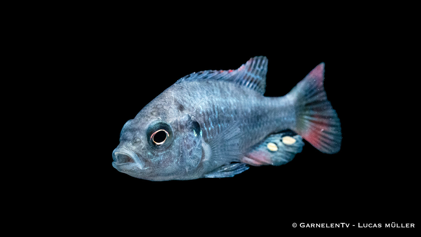 Glühkohlenmaulbrüter DNZ 4 cm