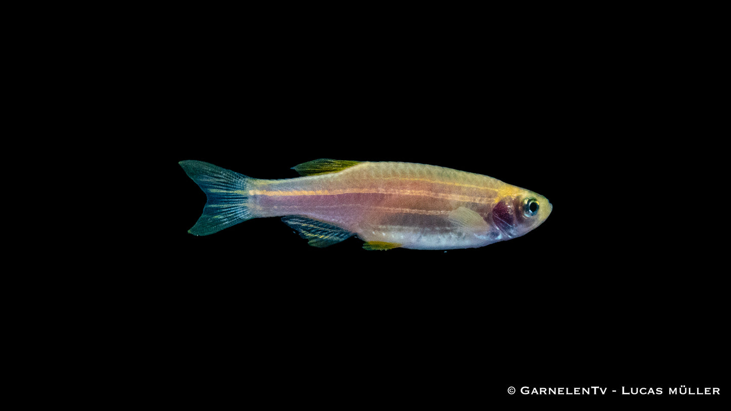 Zebrabärbling gold ml