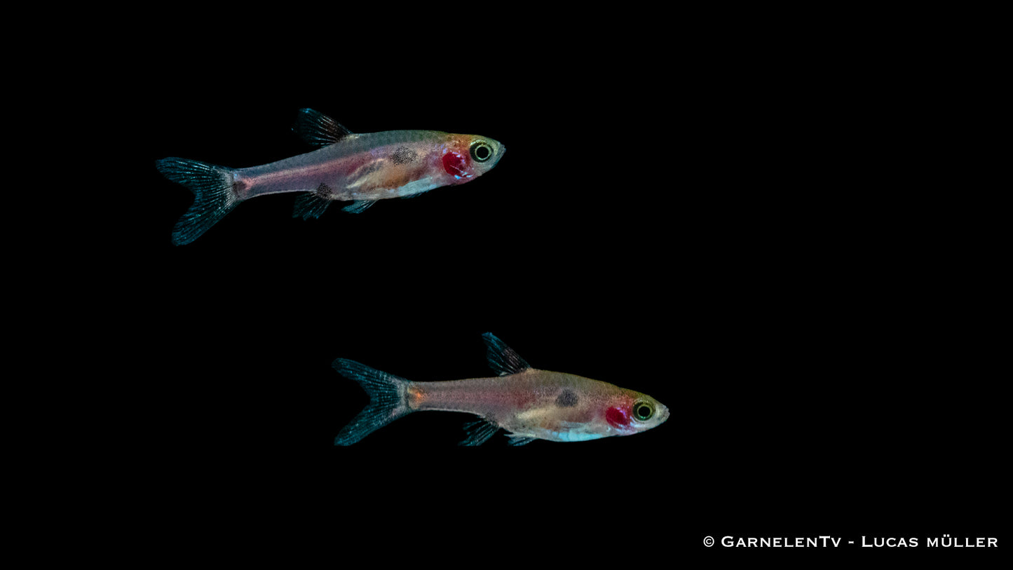 Goldfleck-Zwergbärbling med