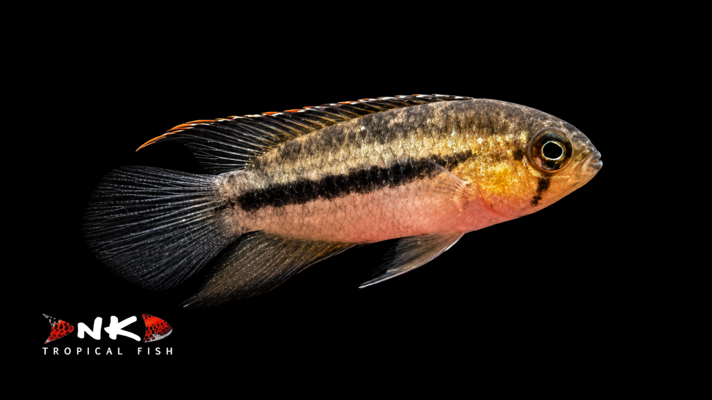 Goldkopf Nannacara 4-6 cm DNZ