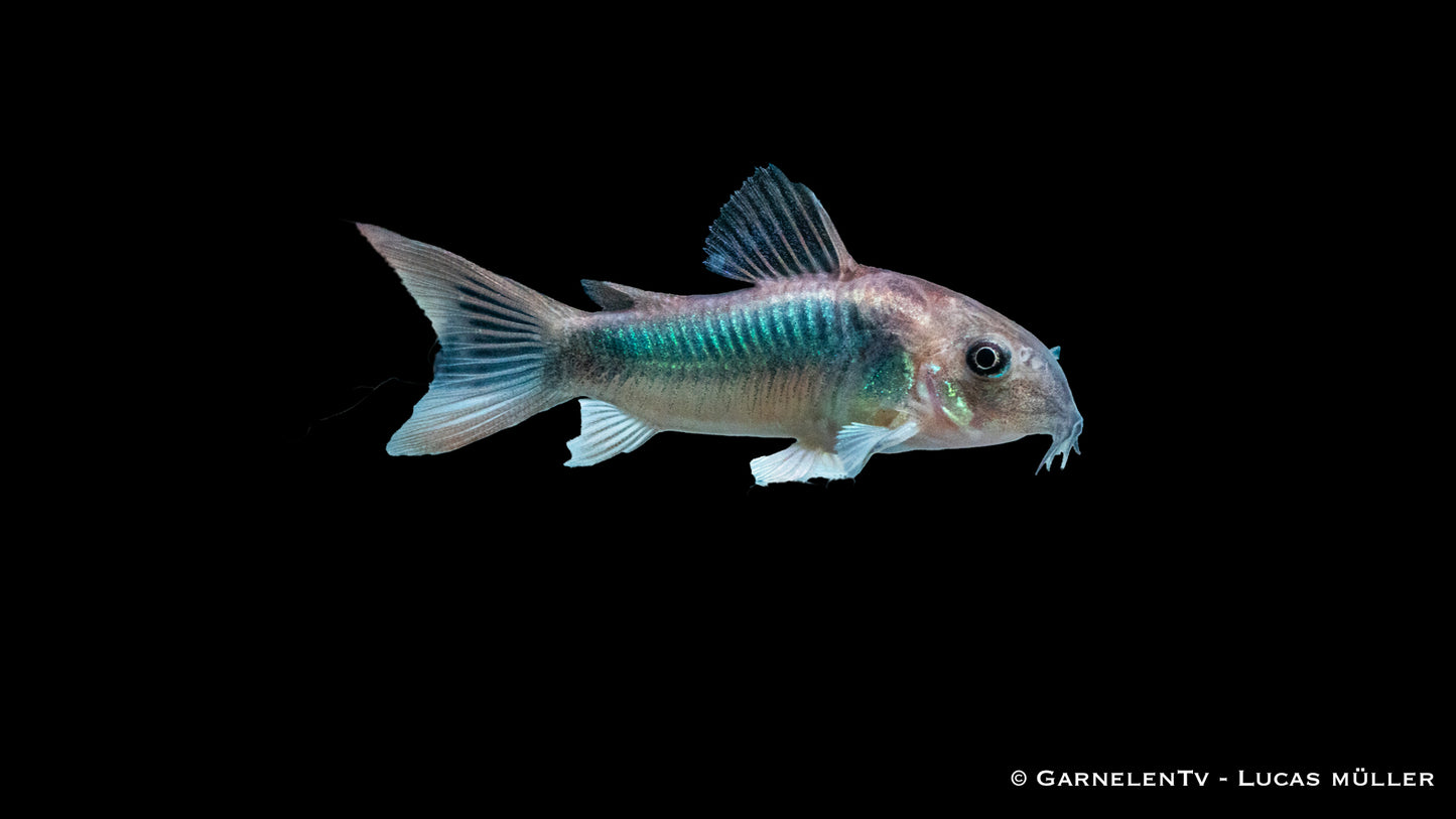 Goldstreifen Panzerwels DNZ 4-5 cm