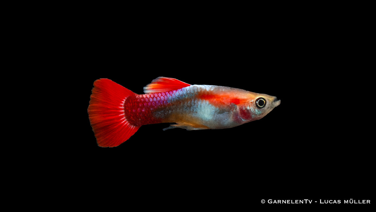 Guppy männlich red blond tuxedo lg (Thailand)