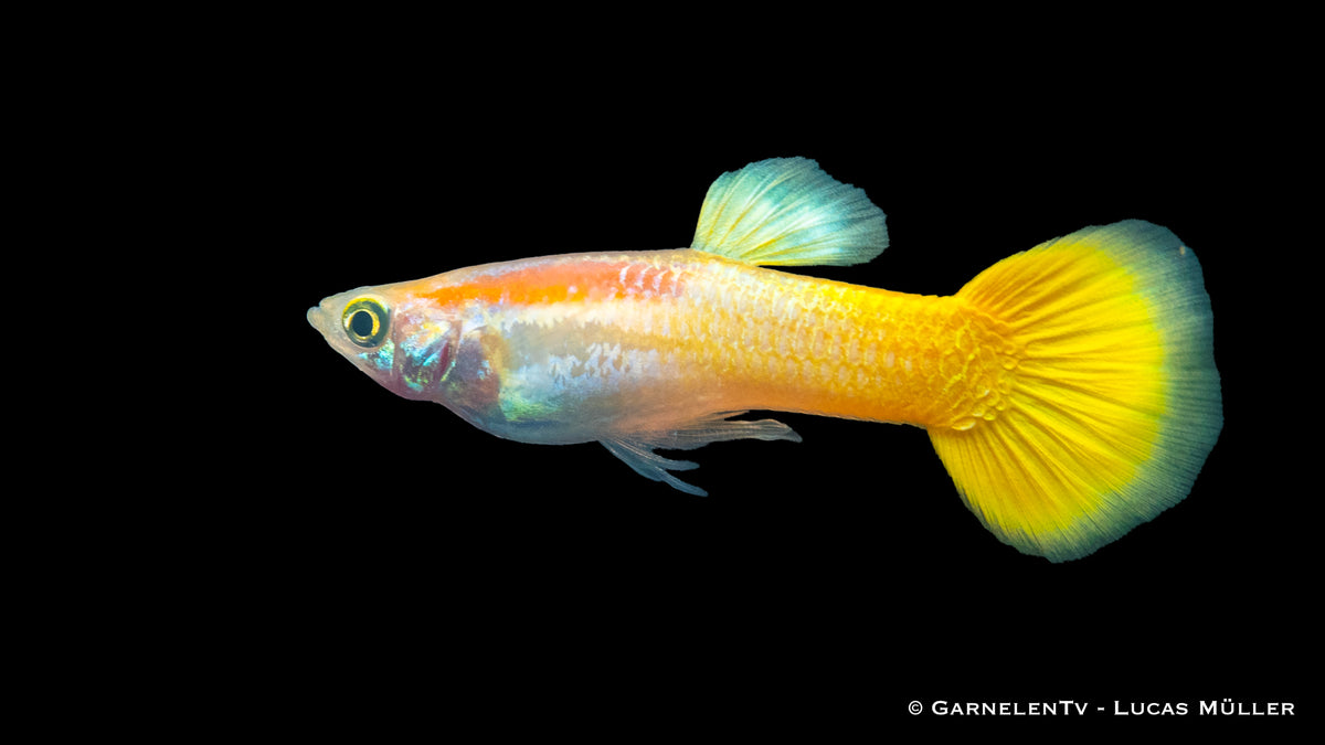 Guppy männlich lemon lg (Sri Lanka)
