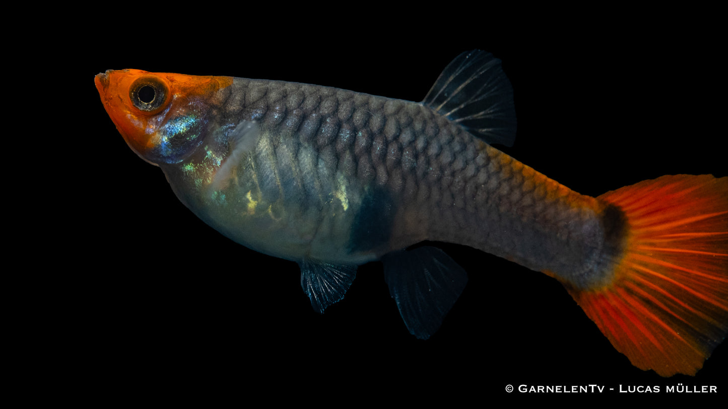 Guppy weiblich koi tuxedo SBS xl
