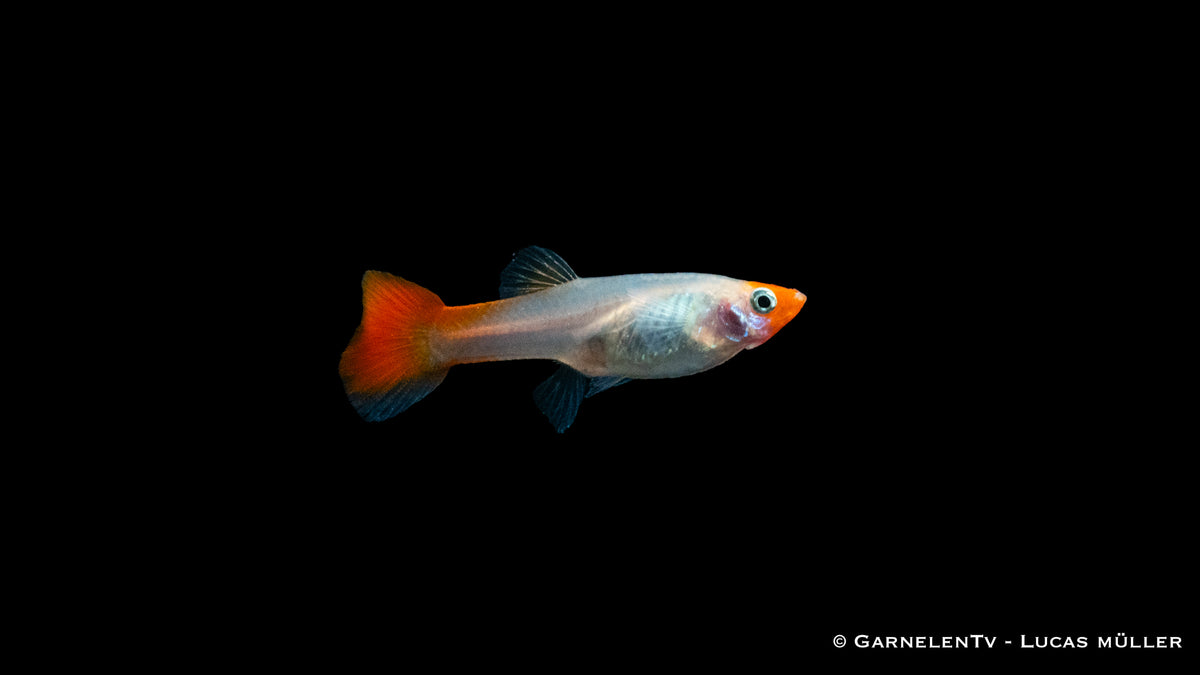 Guppy koi kohaku SBS ml