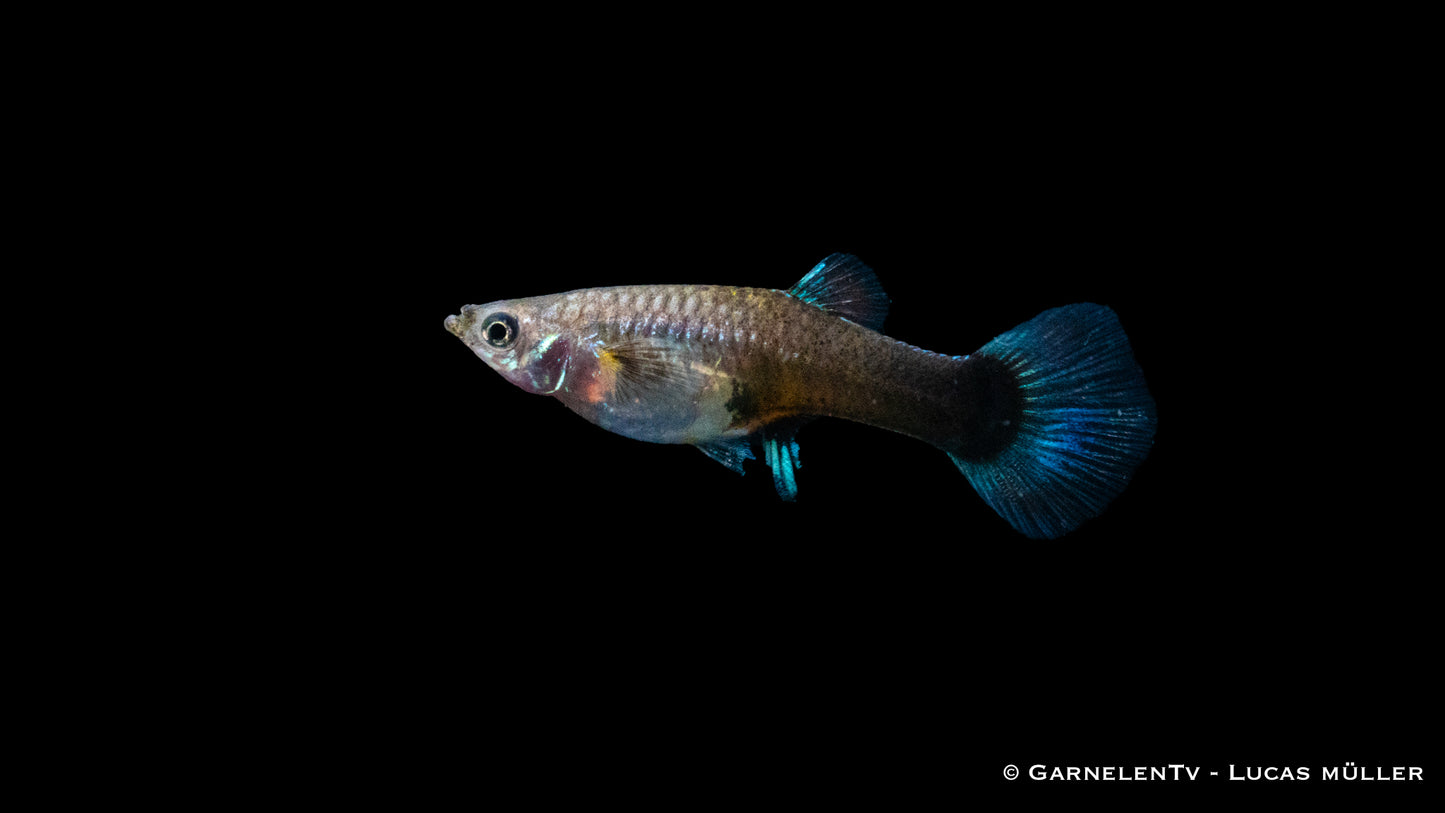 Guppy weiblich rot tuxedo ml (Thailand)