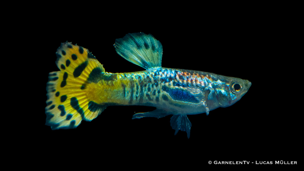 Guppy männlich snakeskin grün EU-NZ lg